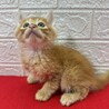 長毛兄弟初参加！どの仕草も可愛すぎます❤バブル サムネイル3
