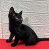抱っこ肩のり留守番、何でもござれ！甘えっ子❤コルク サムネイル5