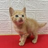 茶トラ兄妹！慣れすぎ甘えすぎに注意❤ポコちゃん サムネイル5