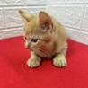 茶トラ兄妹！慣れすぎ甘えすぎに注意❤ポコちゃん サムネイル6