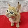 茶トラ兄妹！慣れすぎ甘えすぎに注意❤ポコちゃん サムネイル7