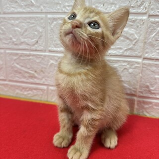 茶トラ兄妹！慣れすぎ甘えすぎに注意❤ペコちゃん