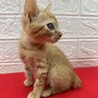 茶トラ兄妹！慣れすぎ甘えすぎに注意❤ペコちゃん サムネイル3