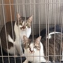 猫ちゃん︎︎女の子引き取ってくれる方募 片方でも可