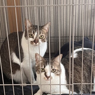 猫ちゃん︎︎女の子引き取ってくれる方募 片方でも可