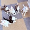 【10/12赤坂】スリゴロ甘えん坊おやつFラムネ サムネイル6