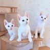 【10/12赤坂】スリゴロ甘えん坊おやつFラムネ