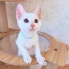 【10/12赤坂】スリゴロ甘えん坊おやつFラムネ サムネイル2