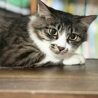 長毛のキジシロの女の子　ミュリル