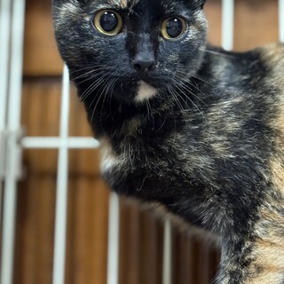 変わった柄の黒サビの女の子　エーデル