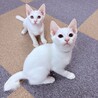 【10/18月島】初日からお膝で眠る甘えん坊兄妹 サムネイル1