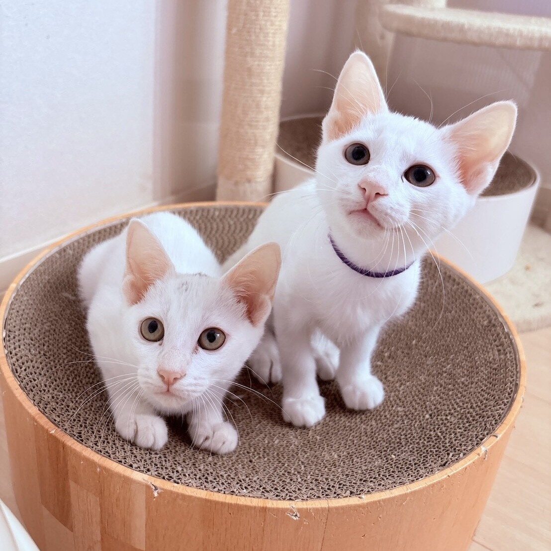 【10/18月島】初日からお膝で眠る甘えん坊兄妹 サムネイル2
