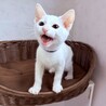 【10/18月島】初日からお膝で眠る甘えん坊兄妹 サムネイル3
