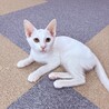 【10/18月島】初日からお膝で眠る甘えん坊兄妹 サムネイル4
