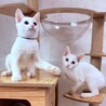 【10/18月島】初日からお膝で眠る甘えん坊兄妹 サムネイル5