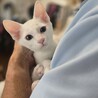 【10/18月島】初日からお膝で眠る甘えん坊兄妹 サムネイル6