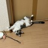甘えん坊のサバ白の女の子 サムネイル3