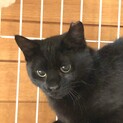 シャイなワコちゃん里親さん募集