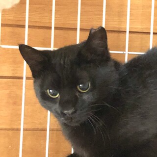 シャイなワコちゃん里親さん募集