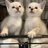 2ヶ月4兄妹①シャムmix女の子きぬ サムネイル2