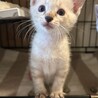 2ヶ月4兄妹②シャムmix男の子ゆば サムネイル1