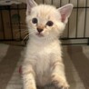 2ヶ月4兄妹②シャムmix男の子ゆば サムネイル2