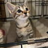 2ヶ月4兄妹③キジトラ男の子そい サムネイル1