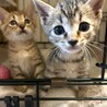 2ヶ月4兄妹③キジトラ男の子そい サムネイル2