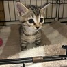 2ヶ月4兄妹③キジトラ男の子そい サムネイル3