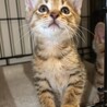 2ヶ月4兄妹④茶キジ女の子きな サムネイル2