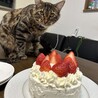 ベンガル3才 元気いっぱい 毛並み良さが自慢 サムネイル2