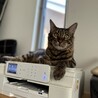 ベンガル3才 元気いっぱい 毛並み良さが自慢 サムネイル3