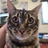 ベンガル3才 元気いっぱい 毛並み良さが自慢 サムネイル4