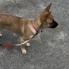 急募！性格はなまる以上。天真爛漫な子です。 サムネイル2