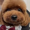 トイプードル 4歳 女の子 サムネイル1