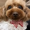 トイプードル 女の子 4歳