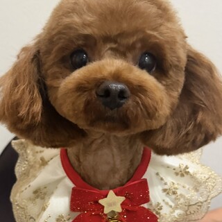 甘えん坊おんなのこ