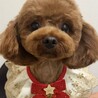 甘えん坊おんなのこ
