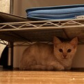 ちょっとビビリなクリームさん