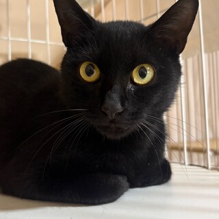 人なれ頑張り中の黒母猫キキ