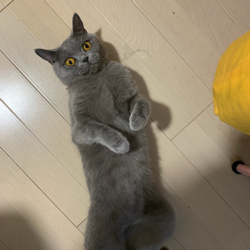 チロルのカバー写真