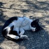 生後2ヶ月の兄弟猫！ワクチン・去勢/避妊後の引渡し サムネイル5