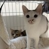 クリクリお目目でお鼻のぶちが凄くキュートな子 サムネイル2