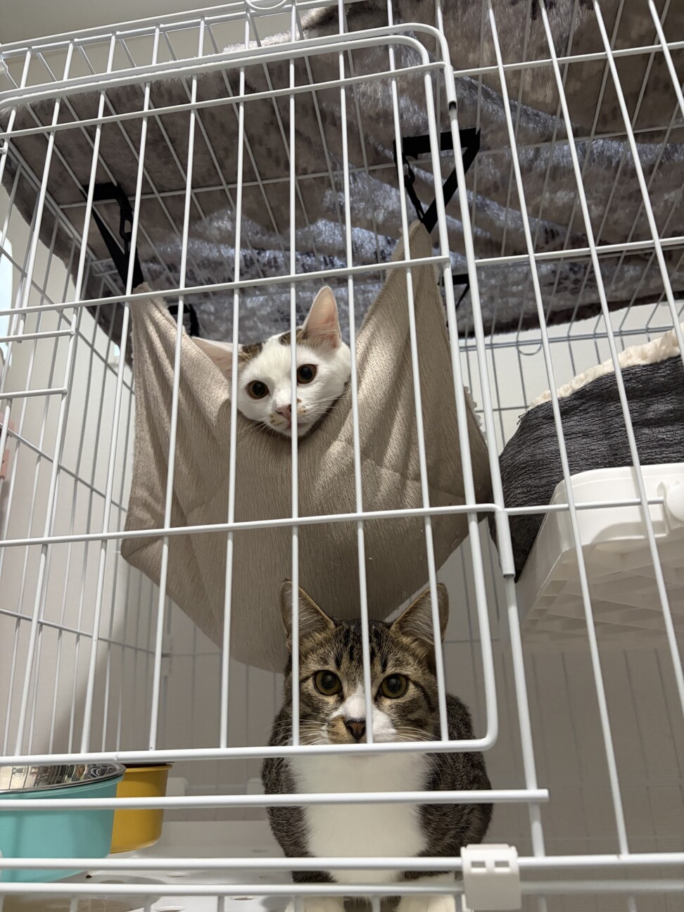 クリクリお目目でお鼻のぶちが凄くキュートな子 サムネイル5