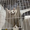 クリクリお目目でお鼻のぶちが凄くキュートな子 サムネイル5