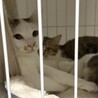 クリクリお目目でお鼻のぶちが凄くキュートな子 サムネイル6
