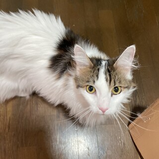 【急募】甘えん坊の女の子メインクーン