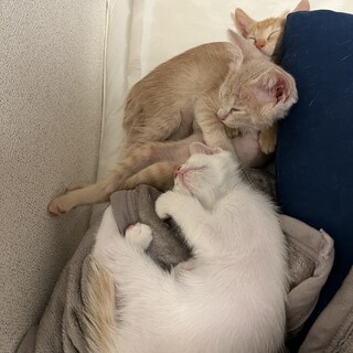 里親を募集しています