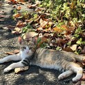生後2ヶ月の兄弟猫！ワクチン・去勢/避妊後の引渡し