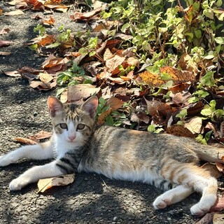 生後2ヶ月の兄弟猫！ワクチン・去勢/避妊後の引渡し